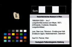 Foto (Objekt + Etikett) von Longodromites excisus (von Meyer, 1857)  (NHMW-GEO-1990-0041-3929)